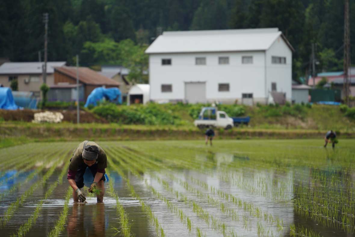 駒形さんの田植え風景